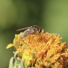 Bombyliidae