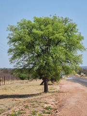 Sclerocarya birrea caffra