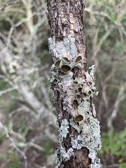 Punctelia bolliana