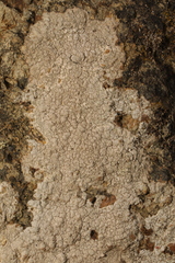 Pertusaria pseudocorallina