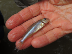 Percopsis omiscomaycus