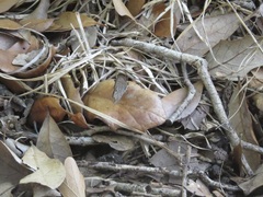 Hermeuptychia sosybius