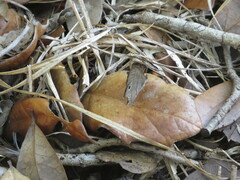 Hermeuptychia sosybius