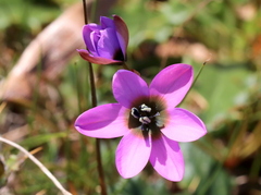Ixia versicolor