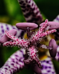 Tricyrtis