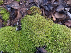 Grimmiaceae