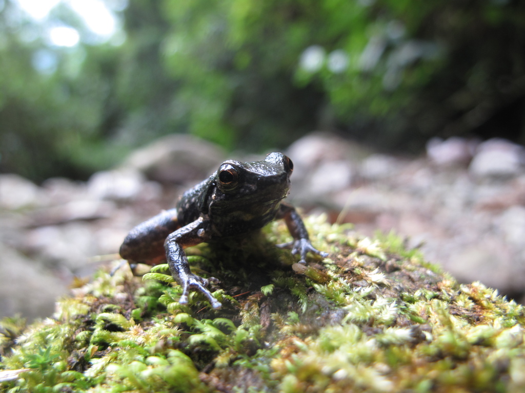 Merida's Collared Frog