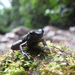 Collared Poison Frog - Photo (c) Royle Safaris, some rights reserved (CC BY-NC), uploaded by Royle Safaris