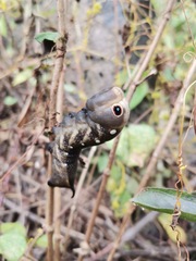 Xylophanes falco