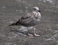 Larus michahellis atlantis