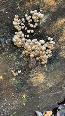 Lycogala epidendrum