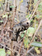 Xylophanes falco