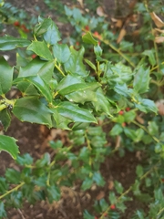 Ilex cornuta