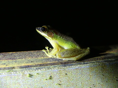 Odorrana hosii