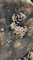 Helicogloea compressa