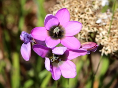 Ixia versicolor