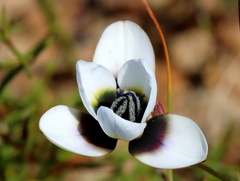 Ixia versicolor