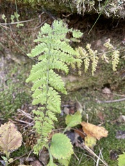 Cystopteris bulbifera