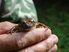 Rana amurensis