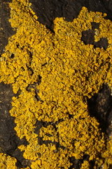 Xanthoria aureola