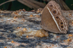 Mycalesis mineus