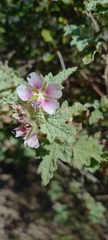 Anisodontea scabrosa