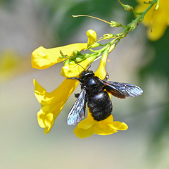 Xylocopa griswoldi