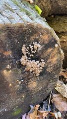 Helicogloea compressa