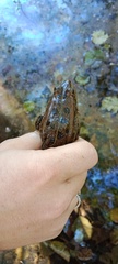 Pelophylax ridibundus