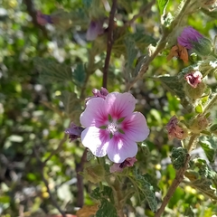 Anisodontea scabrosa