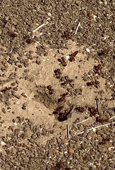 Pogonomyrmex barbatus