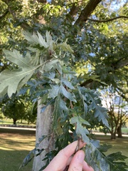 Quercus cerris