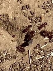 Pogonomyrmex barbatus