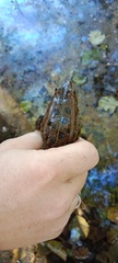 Pelophylax ridibundus