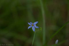 Sisyrinchium
