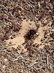 Pogonomyrmex barbatus