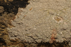 Pertusaria pseudocorallina