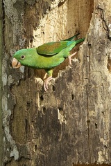 Brotogeris jugularis