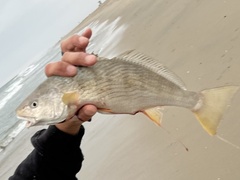 Umbrina roncador