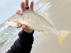 Umbrina roncador