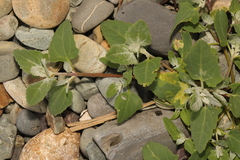 Atriplex laciniata