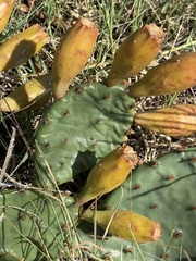 Opuntia macrorhiza