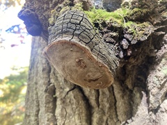 Phellinus tremulae