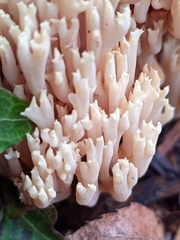 Ramaria stricta