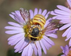 Icteranthidium ferrugineum