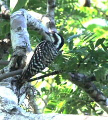 Yungipicus moluccensis