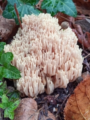 Ramaria stricta