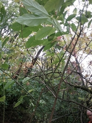 Euonymus atropurpureus