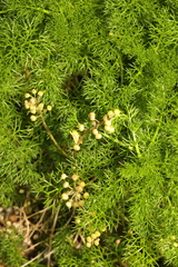 Tripleurospermum maritimum