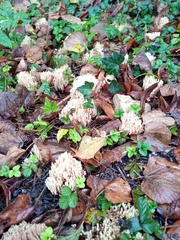 Ramaria stricta